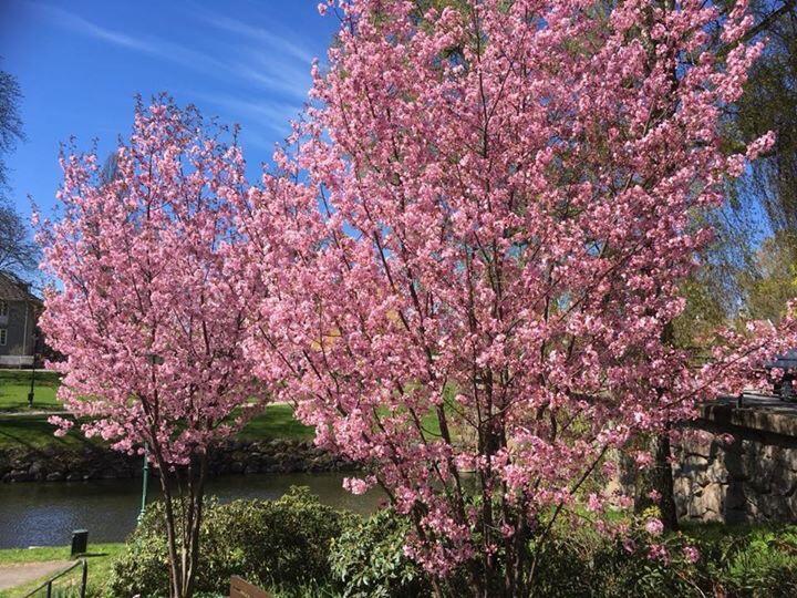Skaenninge Stadshotell エクステリア 写真